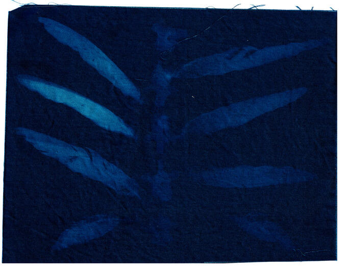 &quot;Study 2&quot; Cyanotype on cotton. 8 x 6 inches